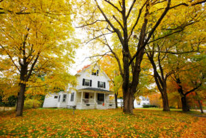Yellow Leaves Fall House